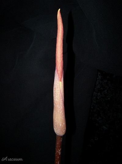 Amorphophallus atroviridis © Marek Argent
