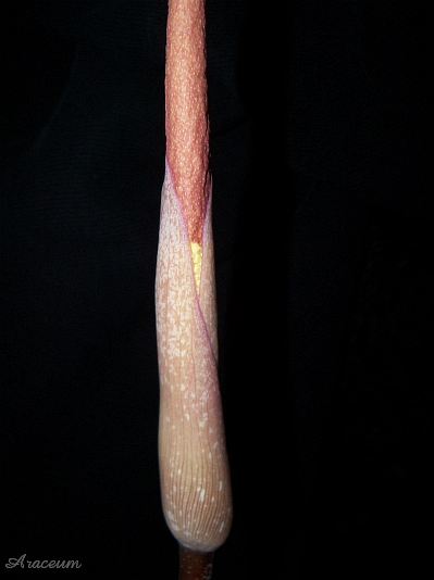 Amorphophallus atroviridis © Marek Argent