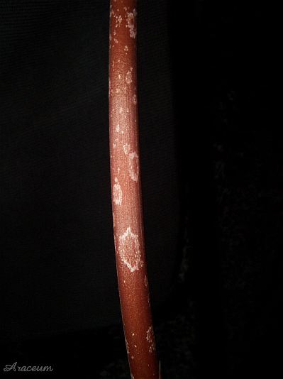 Amorphophallus atroviridis © Marek Argent