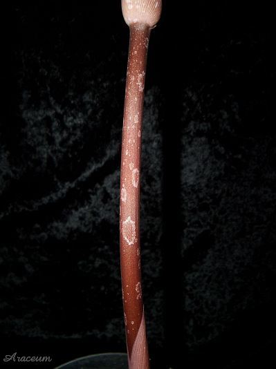 Amorphophallus atroviridis © Marek Argent