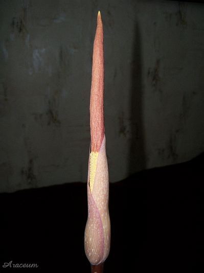 Amorphophallus atroviridis © Marek Argent