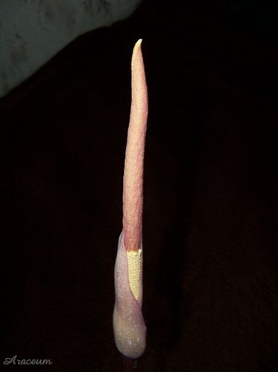 Amorphophallus atroviridis © Marek Argent