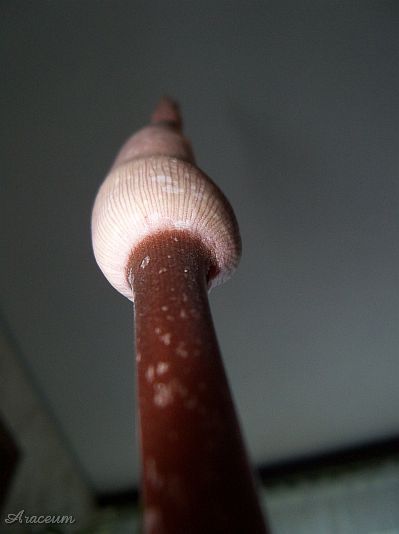 Amorphophallus atroviridis © Marek Argent