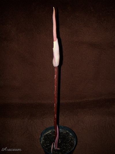 Amorphophallus atroviridis © Marek Argent