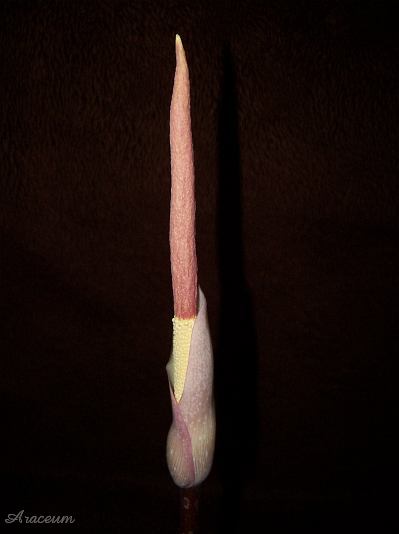 Amorphophallus atroviridis © Marek Argent