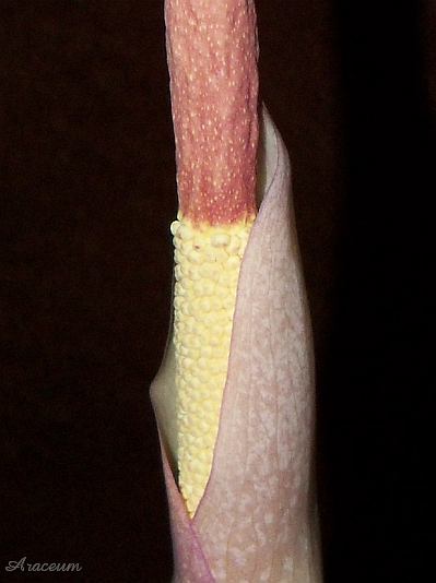 Amorphophallus atroviridis © Marek Argent