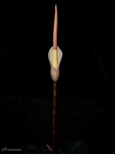Amorphophallus atroviridis © Marek Argent