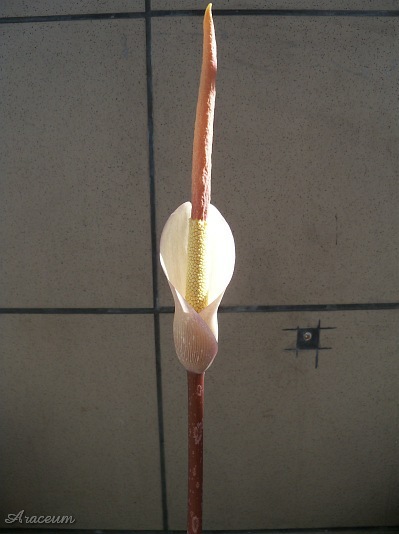 Amorphophallus atroviridis © Marek Argent