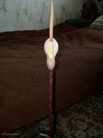 Amorphophallus atroviridis © Marek Argent