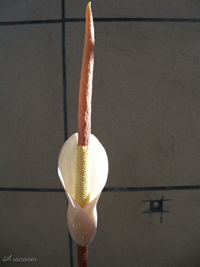 Amorphophallus atroviridis © Marek Argent
