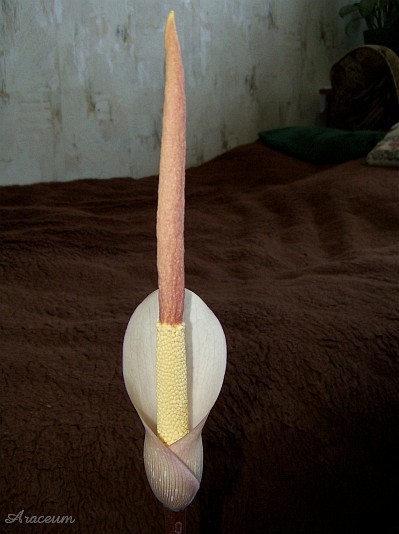 Amorphophallus atroviridis © Marek Argent