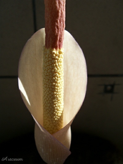 Amorphophallus atroviridis © Marek Argent