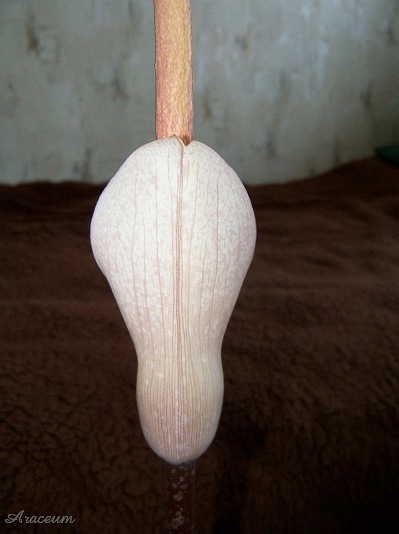 Amorphophallus atroviridis © Marek Argent
