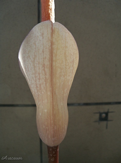 Amorphophallus atroviridis © Marek Argent