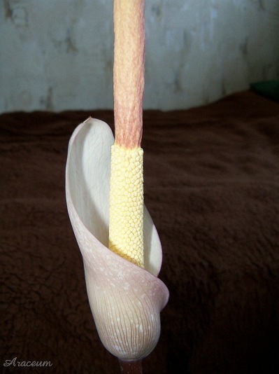 Amorphophallus atroviridis © Marek Argent