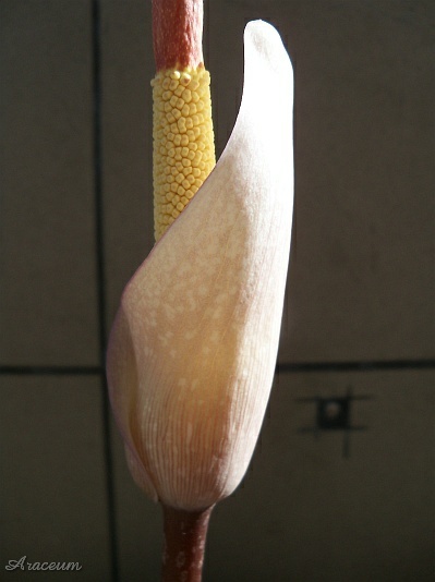 Amorphophallus atroviridis © Marek Argent