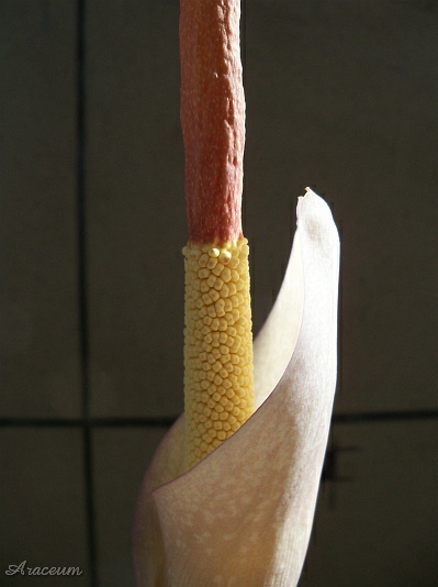 Amorphophallus atroviridis © Marek Argent
