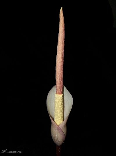 Amorphophallus atroviridis © Marek Argent