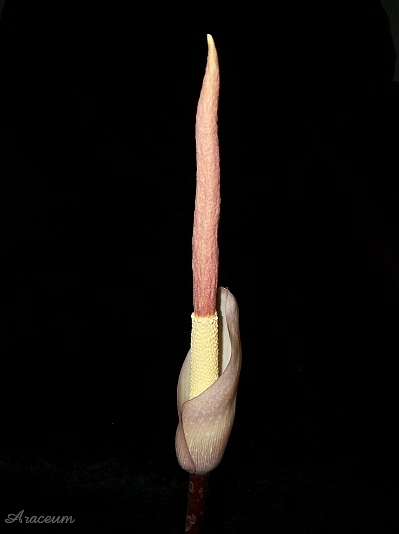 Amorphophallus atroviridis © Marek Argent