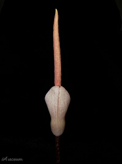 Amorphophallus atroviridis © Marek Argent