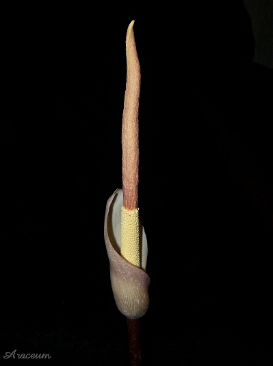 Amorphophallus atroviridis © Marek Argent