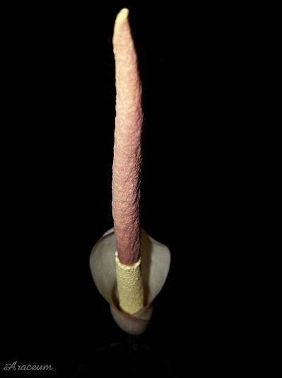 Amorphophallus atroviridis © Marek Argent