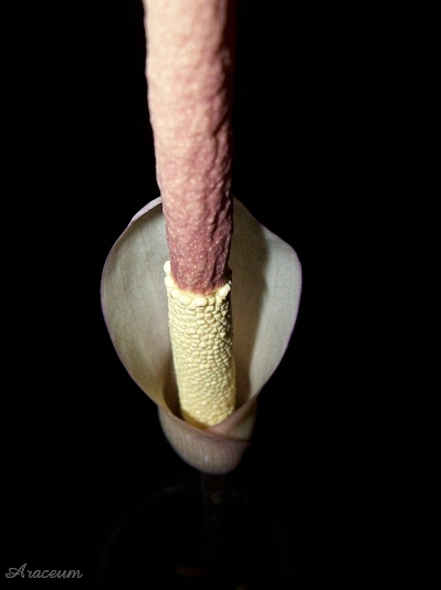 Amorphophallus atroviridis © Marek Argent