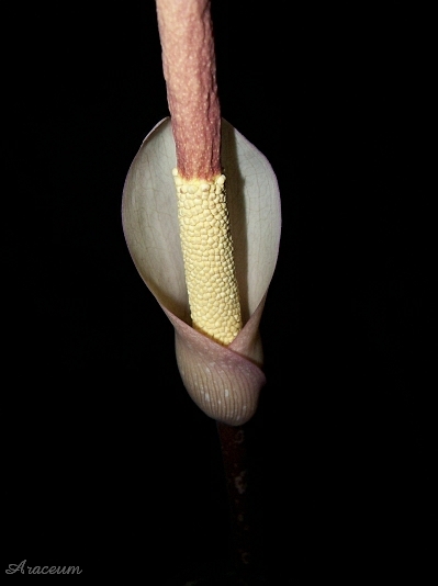Amorphophallus atroviridis © Marek Argent