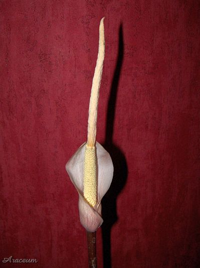 Amorphophallus atroviridis © Marek Argent