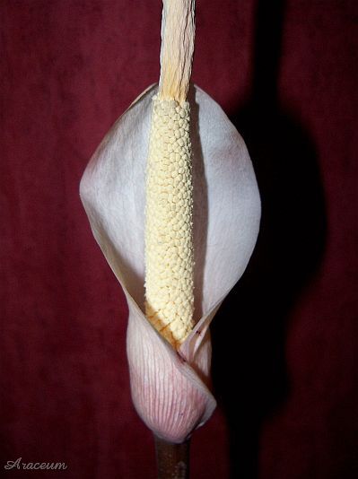 Amorphophallus atroviridis © Marek Argent