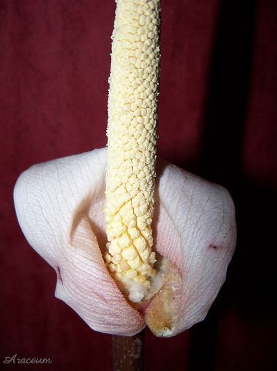 Amorphophallus atroviridis © Marek Argent