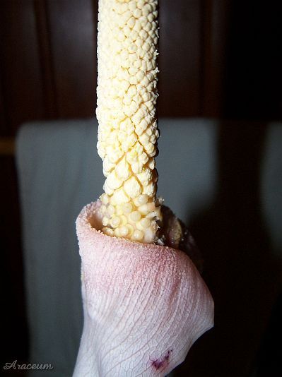 Amorphophallus atroviridis © Marek Argent