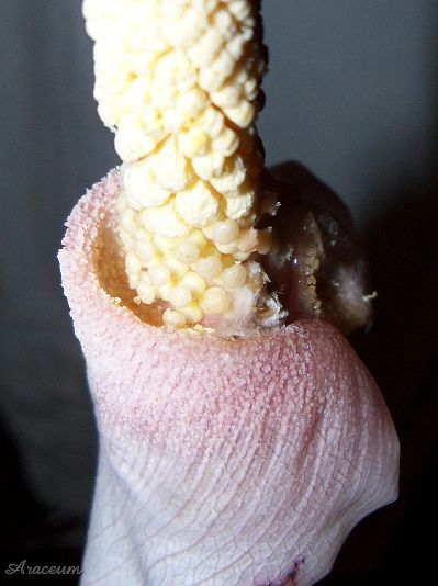 Amorphophallus atroviridis © Marek Argent