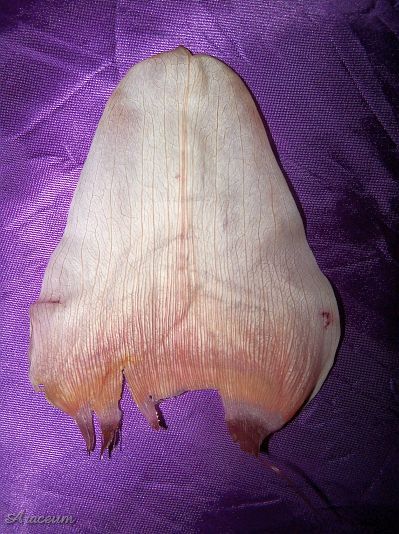 Amorphophallus atroviridis © Marek Argent