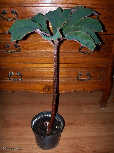 Amorphophallus atroviridis © Marek Argent