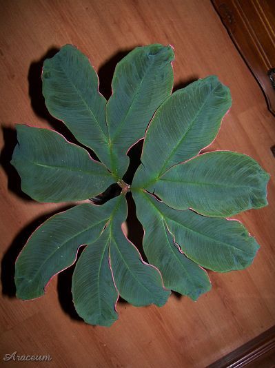 Amorphophallus atroviridis © Marek Argent