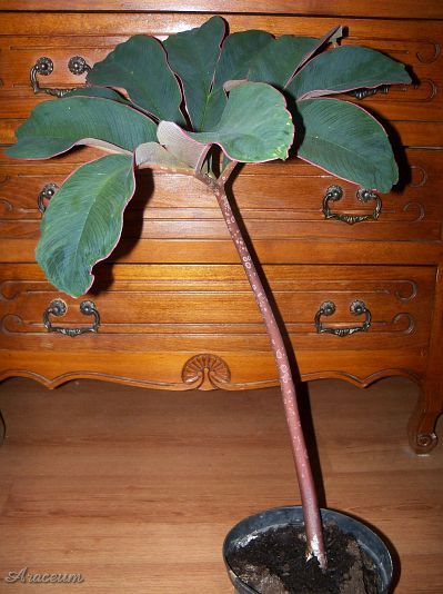 Amorphophallus atroviridis © Marek Argent