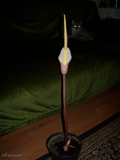 Amorphophallus atroviridis © Marek Argent
