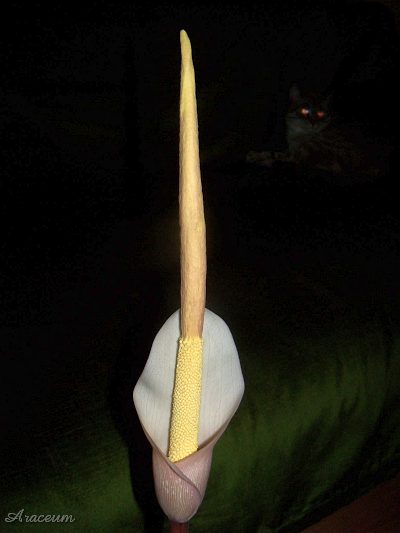 Amorphophallus atroviridis © Marek Argent