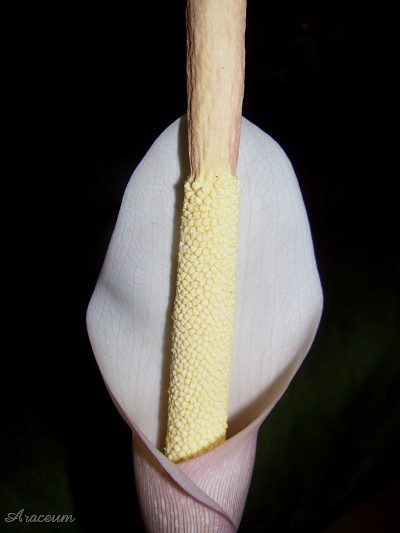 Amorphophallus atroviridis © Marek Argent