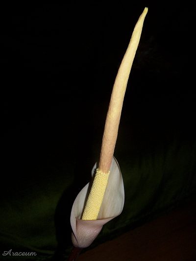 Amorphophallus atroviridis © Marek Argent