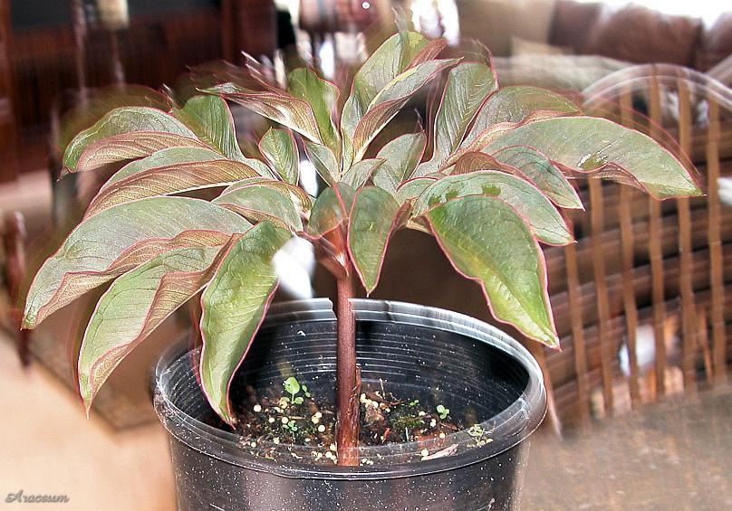 Amorphophallus atroviridis © Ron Kessler