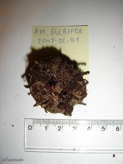 Amorphophallus bulbifer © Marek Argent
