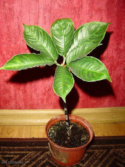 Amorphophallus bulbifer © Marek Argent