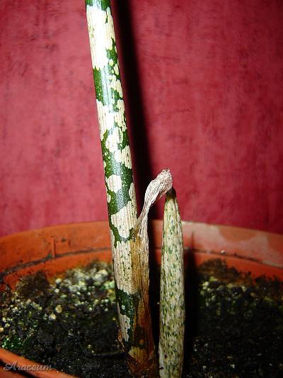 Amorphophallus bulbifer © Marek Argent