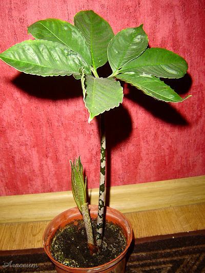 Amorphophallus bulbifer © Marek Argent