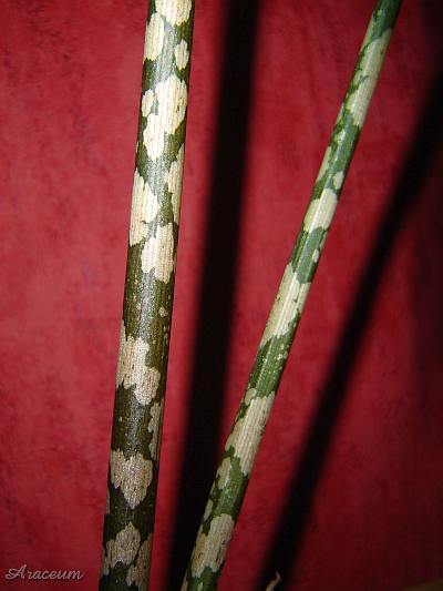 Amorphophallus bulbifer © Marek Argent