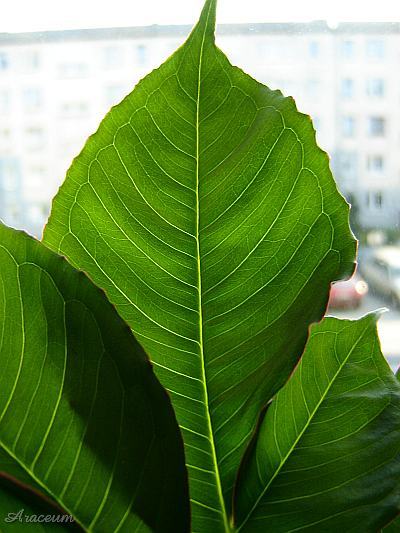 Amorphophallus bulbifer © Marek Argent