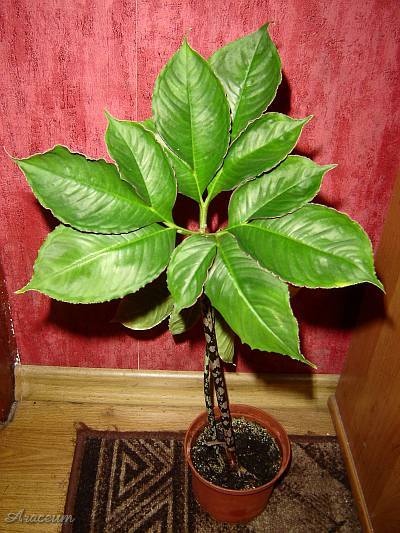 Amorphophallus bulbifer © Marek Argent