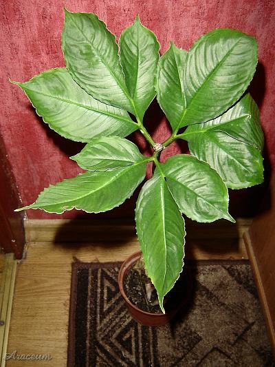 Amorphophallus bulbifer © Marek Argent